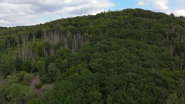 Dead spruce trees, climate change, weakened tree through prolonged drought and heat, bark beetle pest infestation, damaged timber, extreme weather conditions, monoculture, forest in Germany