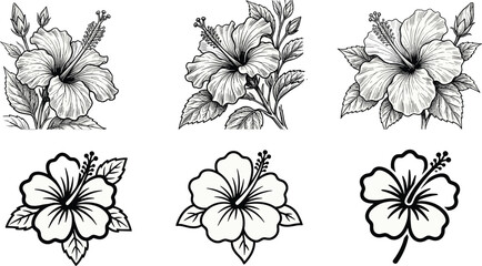Hibiscus flower vector illustration set featuring detailed hand-drawn sketches and simple bold line art icons for tropical design © Md