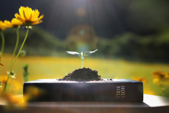 A small sprout symbolizing new life, the Word of God, the holy Bible, and the concept of faith, belief, truth, and salvation.
