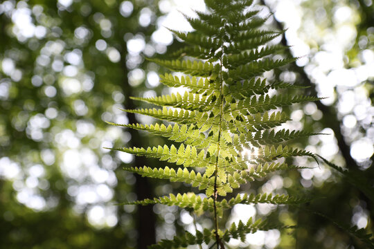 Sunlight filtering through the leaves in the forest shines softly on the fern leaves, a serene and beautiful natural scene.
