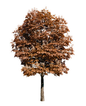 Isolated tree with transparent background. Asculus hippocastanum or the horse chestnut is a robust tree up to 25 meters high. Autumn version.