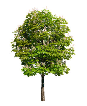 Isolated tree with transparent background. Asculus hippocastanum or the horse chestnut is a robust tree up to 25 meters high. Spring version.