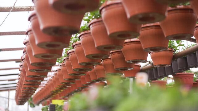 Rows of terracotta colored plastic pots hanging in a greenhouse. Green plants grow inside the containers. The perspective shows the bottom of the pots arranged in neat lines