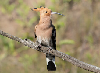 Eurasian hoopoe (Upupa epops) bird perched on a dry branch looking away close-up © Юрій Балагула