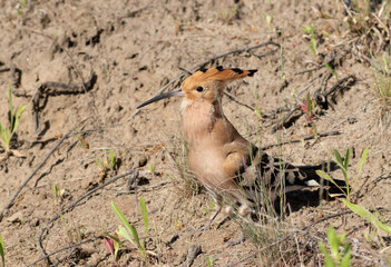 Eurasian hoopoe (Upupa epops) bird standing in profile on the ground close-up © Юрій Балагула