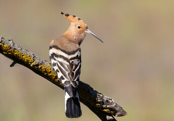 Eurasian hoopoe (Upupa epops) bird perched on a branch showing striped wings close-up © Юрій Балагула