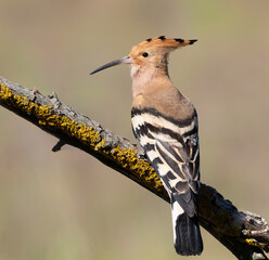 Eurasian hoopoe (Upupa epops) perched on a mossy branch looking left close-up © Юрій Балагула
