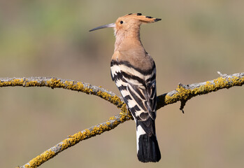 Eurasian hoopoe (Upupa epops) perched on a mossy forked branch looking left close-up © Юрій Балагула