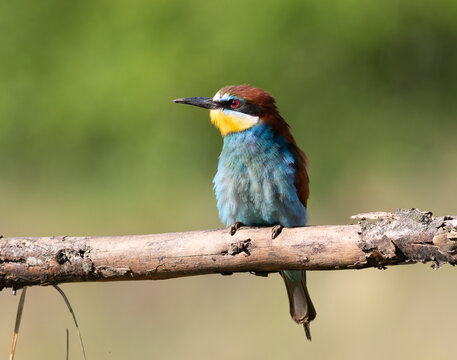 European bee-eater (Merops apiaster) perched on a branch looking left, close-up shot