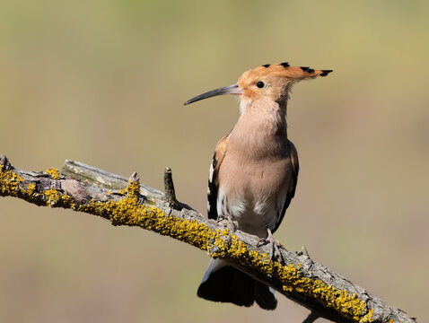 Eurasian hoopoe (Upupa epops) bird perched on a mossy branch close-up