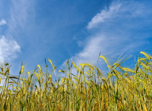 Stalks of golden-yellow wheat or barley reaching upwards towards the sky, viewed from a low angle. 