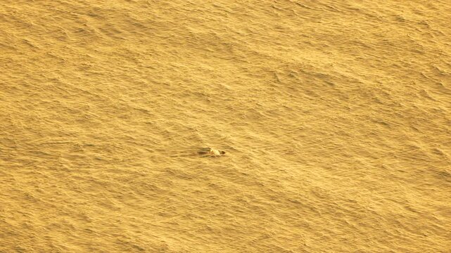 Dolphin ocean sunset swimming through calm sea water during golden hour showing its dorsal fin in the shimmering orange light of evening