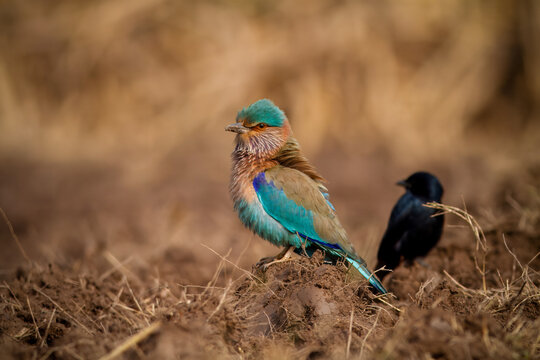 View of a colorful Indian Roller bird perched on a dirt mound with a black drongo in the background near Head Balloki Reservoir Phool Nagar, Punjab, Pakistan.