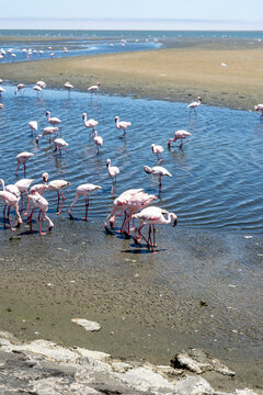 Greater Flamingos at Walvis Bay Lagoon, Namibia