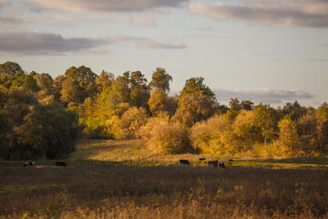 Obraz premium Cows grazing in rural autumn landscape pasture