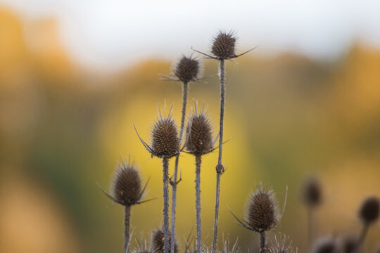Dried teasel plants standing in autumn field