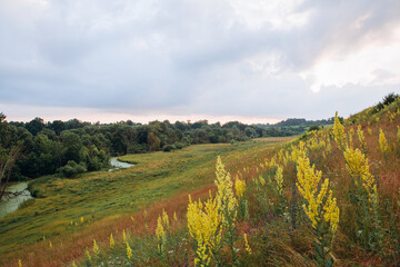 Fototapeta premium Wildflowers blooming on hillside overlooking a winding river