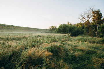 Fototapeta premium Morning mist over green field with tall grass