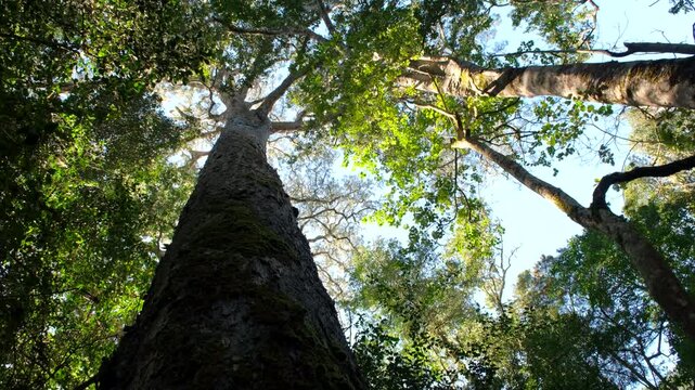 Ancient Yellowwood tree (Podocarpus falcatus) in pristine forest. Upward view