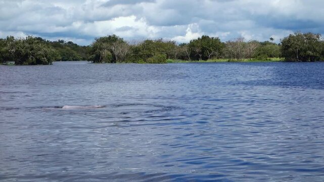 Amazon river dolphins rise rapidly to the surface on banks of Negro river in Manaus, Brazil