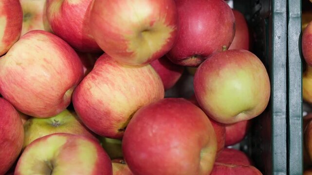 Fresh ripe red apples in crates at the grocery store