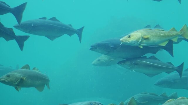 Multiple large fish glide silently through a clear turquoise aquarium tank.