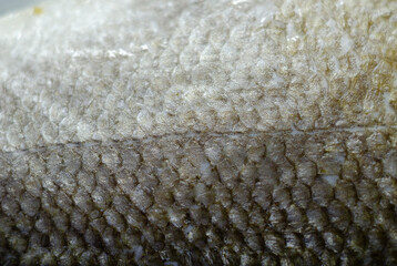 Close-up of fish scales, wet and glistening © Q77photo