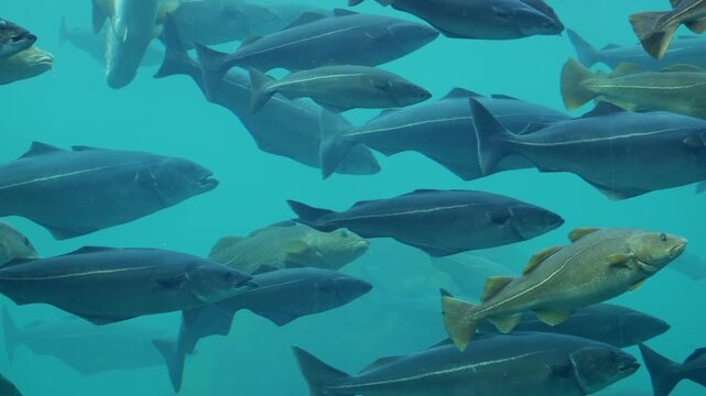 Large marine fish swimming together inside a blue underwater aquarium environment.
