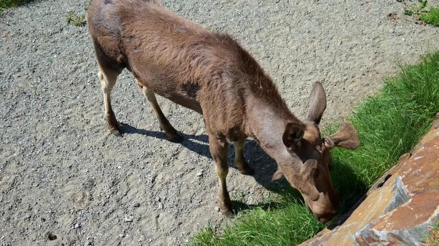 Top-down view of a moose eating grass before turning its head inside a fenced enclosure.