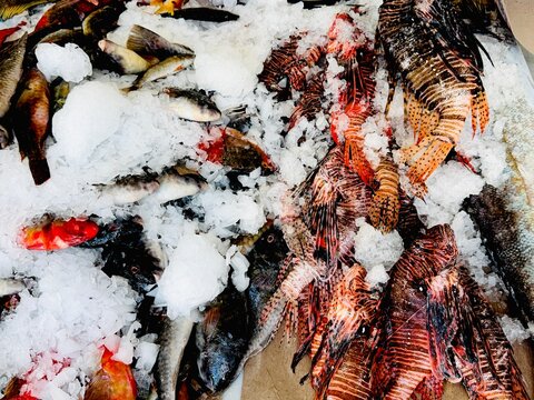 The image captures the authentic and raw texture of a traditional fish market or a premium seafood buffet. The natural composition emphasizes the variety and abundance of the catch, making it ideal f