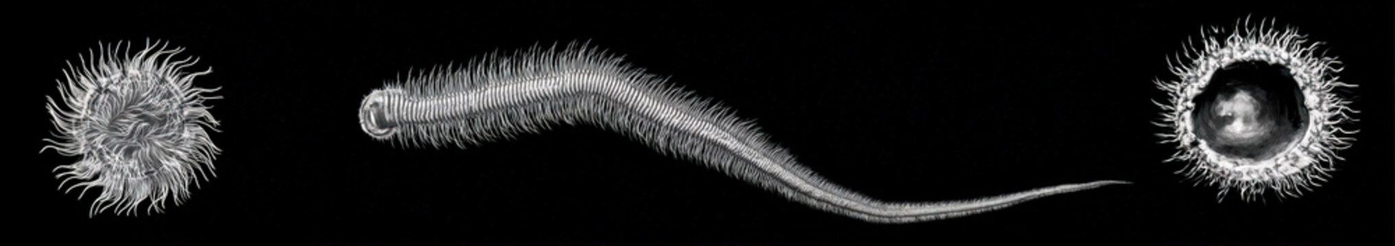 Two wormlike segmented creatures on a black background