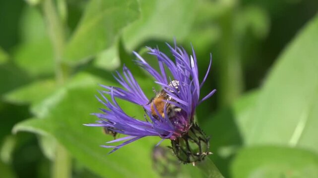 Common Carder Bee (Bombus pascuorum) a ginger brown bumblebee flying insect found in the UK and Europe on a Centaurea montana flower plant, wildlife stock video footage clip