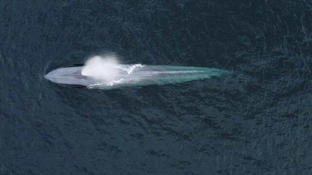 An aerial shot of a blue whale surfacing to breathe in the waters off La Ventana, Baja California Sur. The whale expels a powerful blow before submerging in the open ocean.