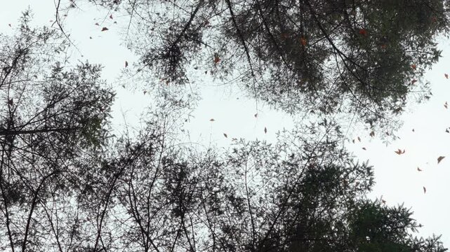 A mesmerizing low-angle shot looking up through the canopy as thousands of monarch butterflies flutter through the forest air during their wintering migration in Mexico.