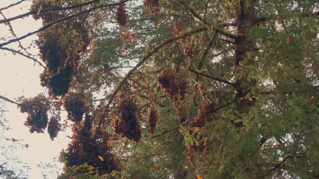 A stunning capture of a dense monarch butterfly colony, with butterflies heavily clustering on the branches of a fir tree in the Oyamel forest of Mexico.