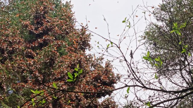 A wide atmospheric shot capturing a massive swarm of monarch butterflies filling the forest canopy during their annual winter migration in Estado de M&eacute;xico.