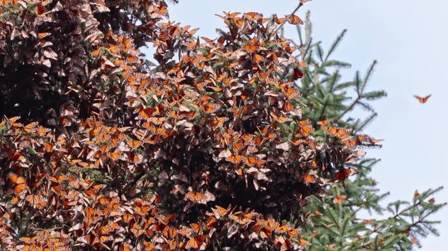 A breathtaking close-up of thousands of monarch butterflies clustered together on an oyamel fir tree, creating a vibrant orange mass during their migration in Estado de M&eacute;xico.