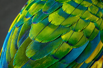 Obraz premium Macro Shot of Emerald Green Parrot Feathers with Structural Iridescence and Tropical Detail