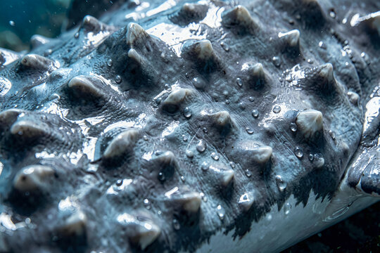 Macro close-up of shark skin texture with dermal denticles underwater