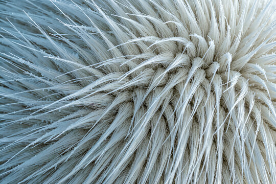 Macro close-up of photorealistic polar bear fur texture with frost and ice crystals