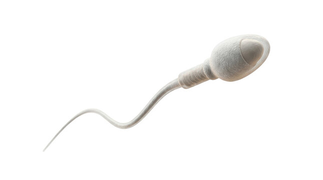 A single white sperm cell with a long tail isolated on a white background