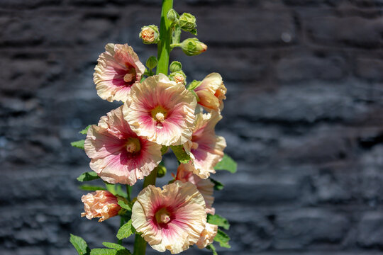 Selective focus of Yellow and pink flowers with green leaves and black bricks wall backdrop, Alcea rosea or common hollyhock is an ornamental plant in the family Malvaceae, Natural floral background.