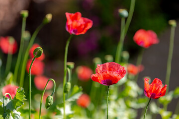 Naklejka premium Selective focus of Papaver somniferum with green leaves in summer, Commonly known as the opium poppy or breadseed poppy, Pink red flower in the garden with lush green grass, Natural floral background.