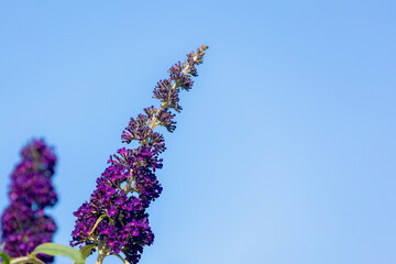 Selective focus of violet blue flowers Summer lilac (Vlinderstruik) Buddleja davidii, Butterfly-bush or Orange eye is a species of flowering plant in the family Scrophulariaceae, Natural background. © Sarawut