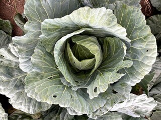Obraz premium Organic ripe cabbage with detailed leaf veins and natural texture, healthy raw vegetable cultivated in farm soil