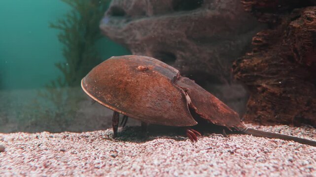 Horseshoe crab walking on sandy bottom of ocean aquarium with cinematic movement and clear marine environment.