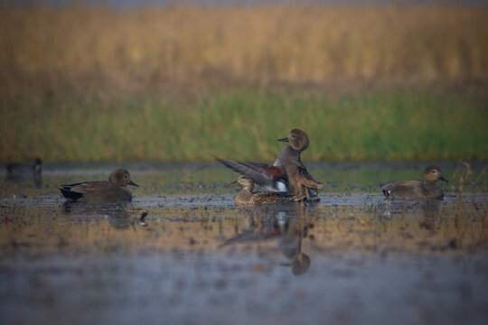 View of Gadwall ducks swimming and flapping wings on Uchhali Lake surrounded by reeds and calm water with reflections Khushab, Punjab, Pakistan.