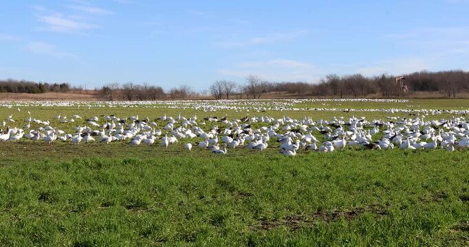 Static video of a huge flock of Snow Geese (Anser caerulescens) in a field in Hagerman National Wildlife Refuge in Sherman, Texas. These geese migrate through the refuge every year.