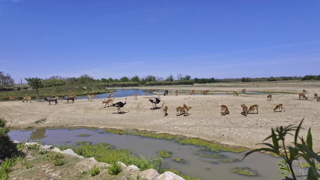 Large herd of various african animals like wildebeest, ostriches, and antelopes grazing peacefully on the arid savanna landscape of the Sigean African Reserve in southern France