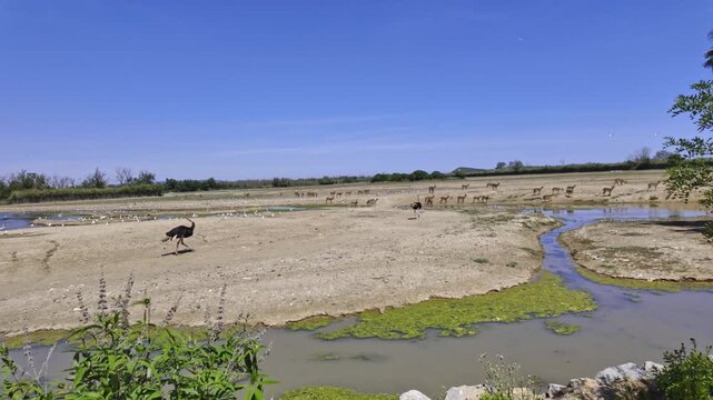 Common ostrich walking in a beautiful natural environment with a large herd of blue wildebeest and other antelopes grazing peacefully in the background at the Sigean African Reserve in France